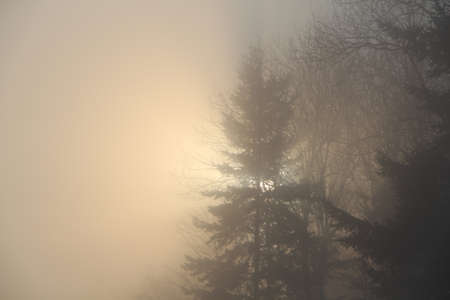 Sonennenaufgang and fog in autumnの写真素材