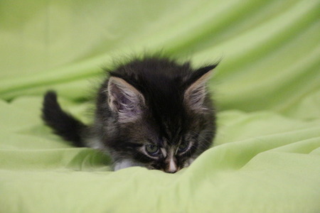 one small colorful catの写真素材