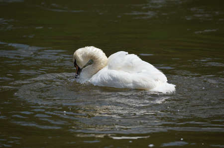 A swanの写真素材