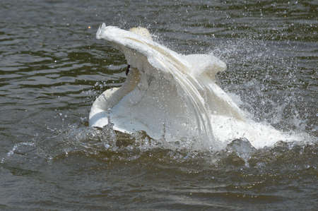 A swanの写真素材