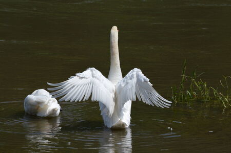 Swans on the lakeの写真素材