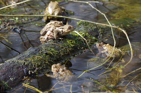 Frog in mating