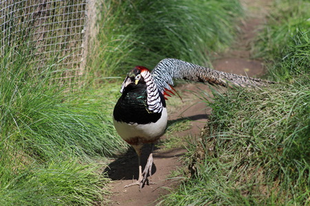 a pheasantの写真素材