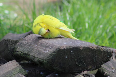 Budgieの写真素材