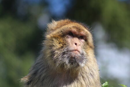 A little monkeyの写真素材
