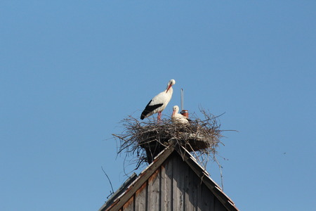 stork
