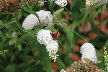 Butterfly on a yarrow flower