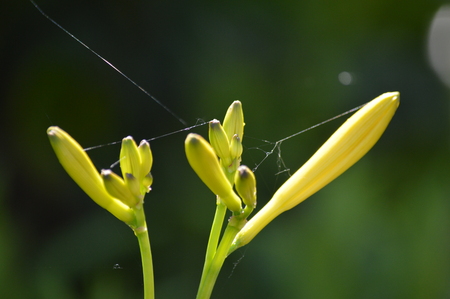 Flowerの写真素材
