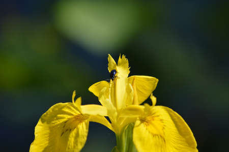 Yellow orchid