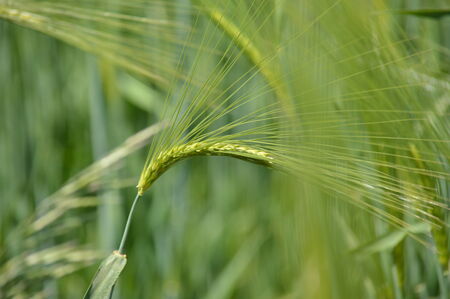 Field with barley