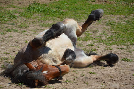 Horse on the backの写真素材