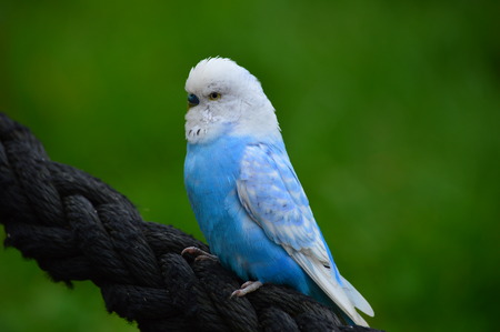A budgie