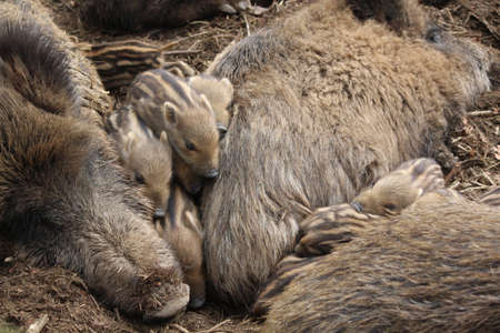 Wild boarの写真素材