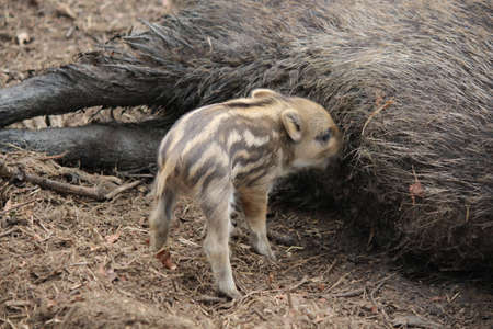 Boars with their offspringの写真素材