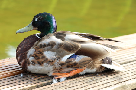 A duckの写真素材