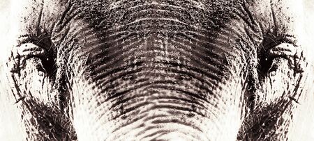 Close up of Elephant eyesの写真素材