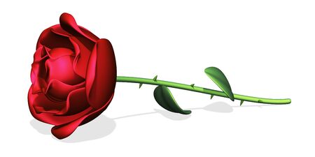 Single red rose flower isolated on white backgroundの写真素材