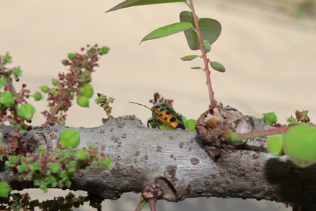 insect 