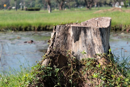 The big stump stand beside the pond in the parkの写真素材