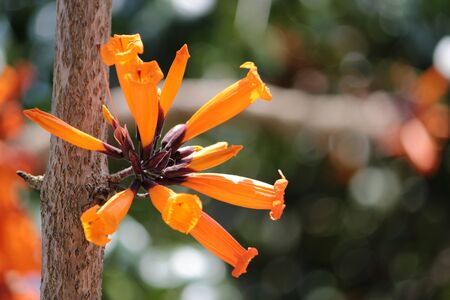 the beautiful yellow  is called Kasalong Kham or Peep Thong in the north of Thailand