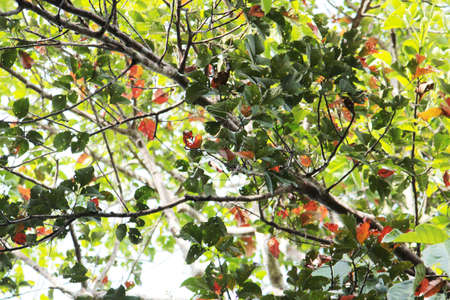 Three colored leaves in the forest for background