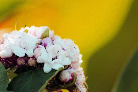 apply a small group of white flowers look like l painting