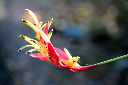 closeup upright heliconia flower and fiber spider の写真素材
