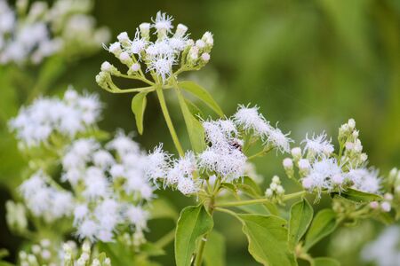 It is a herbs of Thailand can use all  flowers and leaves and trunk.