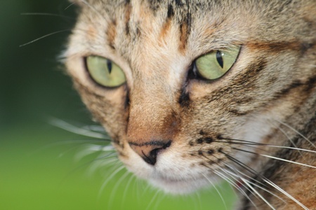 The closeup big eye's cat  catching on you