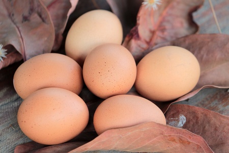 The brown egg in the midst of a pile of dead leaves の写真素材