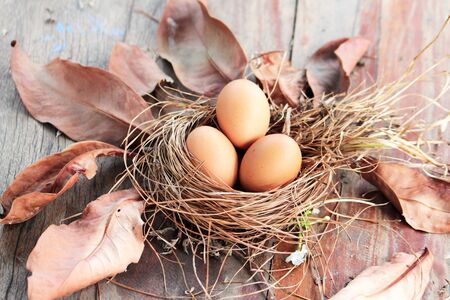 egg in the nest lay on the floor with dry leavesの写真素材