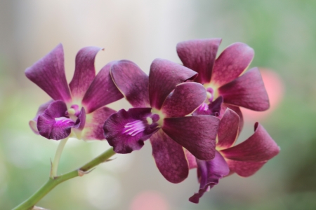 The sweet  blooming flowers  for any design all times の写真素材