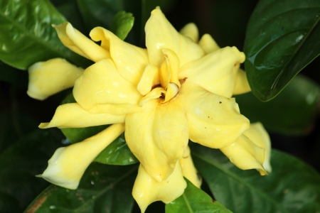 A Gardenia jasmine for smelling aroma herbs.の写真素材
