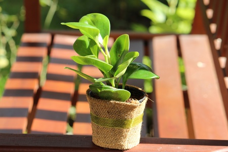 A small pot of green houseplant at the bench
