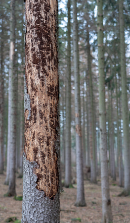 Natural disaster Bark beetle plague - spruce trees lose their bark