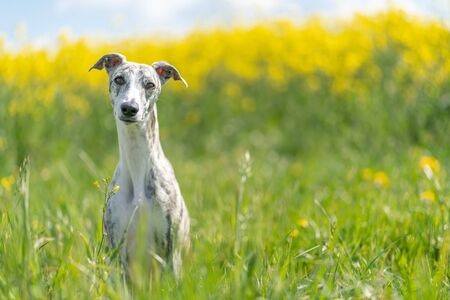 Young, pretty whippet bitch in front of a yellow rapeseed field
