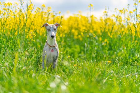 Young, pretty whippet bitch in front of a yellow rapeseed field