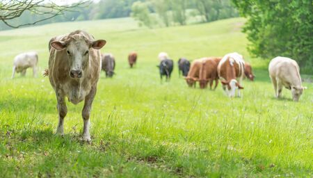 Milk cows on an organic pasture in the countrysideの写真素材
