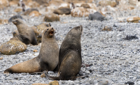 Antarctic fur seal (Arctocephalus gazella) in the South Shetland Islands off Antarcticaの写真素材