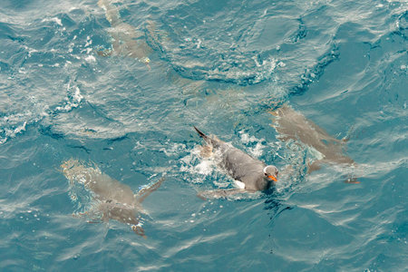 A group of Gentoo penguin (Pygoscelis papua) swimming in blue water on Half Moon Island in the South Shetland Islands off Antarcticaの写真素材