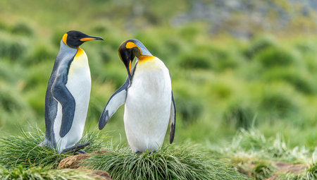 2 King Penguins South Georgia in front of green tussock grassの写真素材