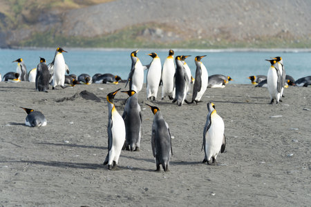 Group of King Penguins (APTENODYTES PATAGONICUS) on South Georgiaの写真素材