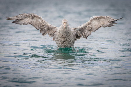 Northern Giant Petrel (Macronectes halli) taking to the skies from the seaの写真素材