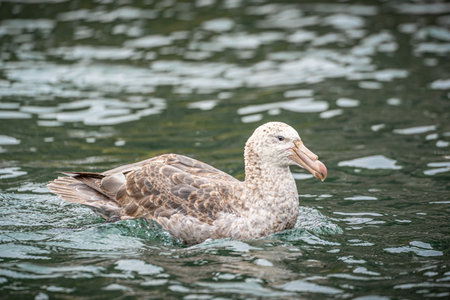 Northern Giant Petrel (Macronectes halli) swimming at seaの写真素材