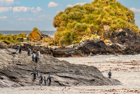 King Penguin - (APTENODYTES PATAGONICUS) Gold Harbor Colony - scenic bay on South Georgiaの写真素材