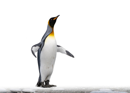 single king penguin (APTENODYTES PATAGONICUS) isolated against white backgroundの写真素材