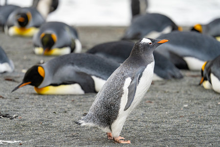 Single Gentoo Penguin (Pygoscelis papua) in the King Penguin colony on South Georgiaの写真素材