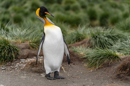 single king penguin King penguin (APTENODYTES PATAGONICUS) in South Georgia posing in front of green tussock grass - backgroundの写真素材
