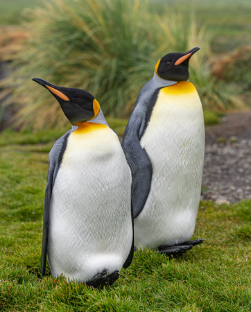 Pair of 2 King Penguins (APTENODYTES PATAGONICUS) on South Georgia isolated against green backgroundの写真素材