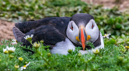 Puffins / Puffin bird sitting on the ground on Skomer Island in Wales UK looking at the camera